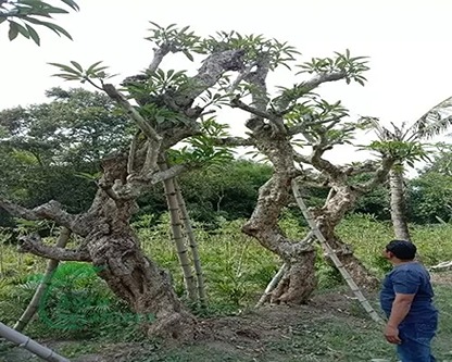 Jual Pohon Kamboja Fosil Di Bojonegoro Untuk Taman dan Proyek 2025 12 Pohon Kamboja Bali Merah Bojonegoro 1