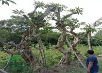 Pohon Kamboja Bali Merah Kupang