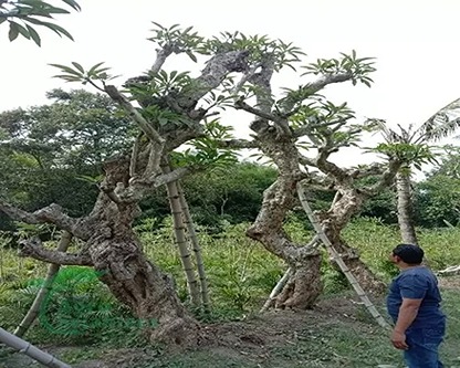 Pohon Kamboja Bali Merah Sofifi