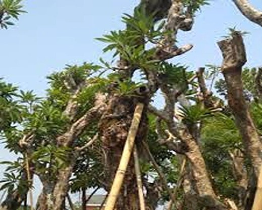 Jual Pohon Kamboja Fosil Di Bojonegoro Untuk Taman dan Proyek 2025 13 Pohon Kamboja Fosil Bojonegoro 1