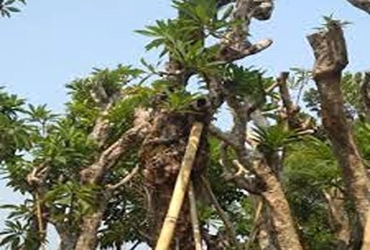 Pohon Kamboja Fosil Denpasar
