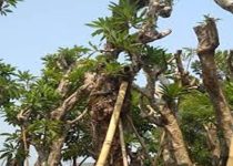 Pohon Kamboja Fosil Manokwari