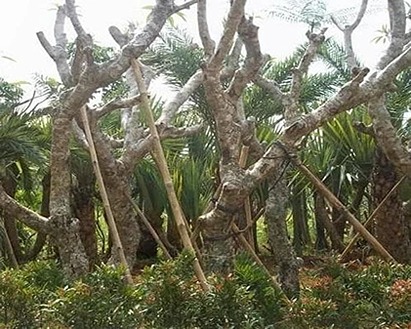 Jual Pohon Kamboja Fosil Di Bojonegoro Untuk Taman dan Proyek 2025 14 Pohon Kamboja Jepang Bojonegoro 1