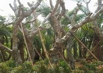 Pohon Kamboja Jepang Gorontalo