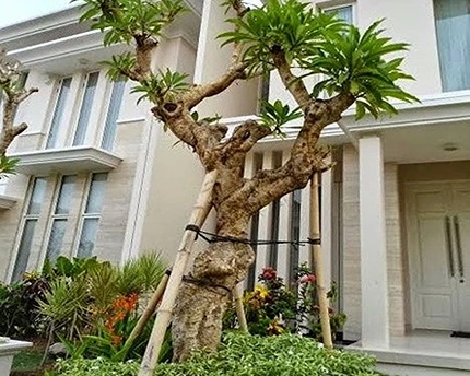 Jual Pohon Kamboja Fosil Di Bandung Untuk Taman Landscape 2025 15 Pohon Kamboja Merah Bandung