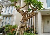 Jual Pohon Kamboja Fosil Di Tulungagung
