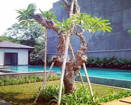 Jual Pohon Kamboja Fosil Di Bojonegoro Untuk Taman dan Proyek 2025 17 Pohon Kamboja Putih Bojonegoro 1