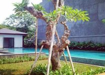 Pohon Kamboja Putih Jakarta