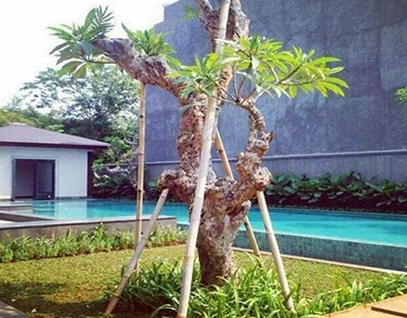 Pohon Kamboja Putih Tanjung Pinang