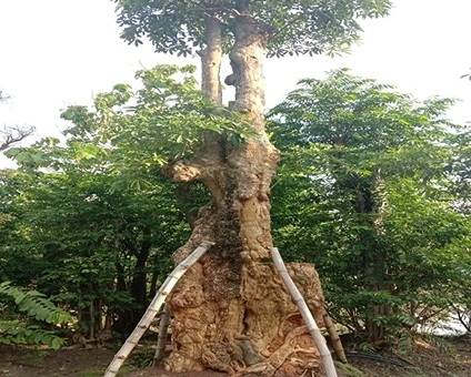 Jual Pohon Pule di Surabaya Khusus Proyek Taman 2025 4 Pohon Pule 1