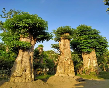 Jual Pohon Pule di Surabaya Khusus Proyek Taman 2025 2 Pohon Pule 5