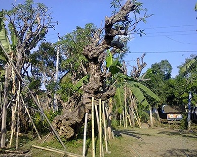 Jual Pohon Kamboja Fosil Di Bojonegoro Untuk Taman dan Proyek 2025 18 Supplier Pohon Kamboja di Bojonegoro 1