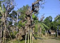 Supplier Pohon Kamboja di Pontianak