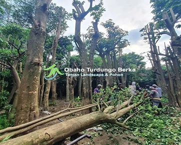 Jual Pohon Pule di Blitar Khusus Proyek 2025 34 Supplier Pohon Pule Di Blitar