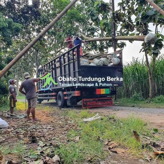 cara tanam pohon tabebuya 5