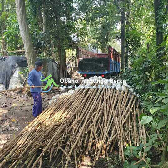 cara tanam pohon tabebuya 7