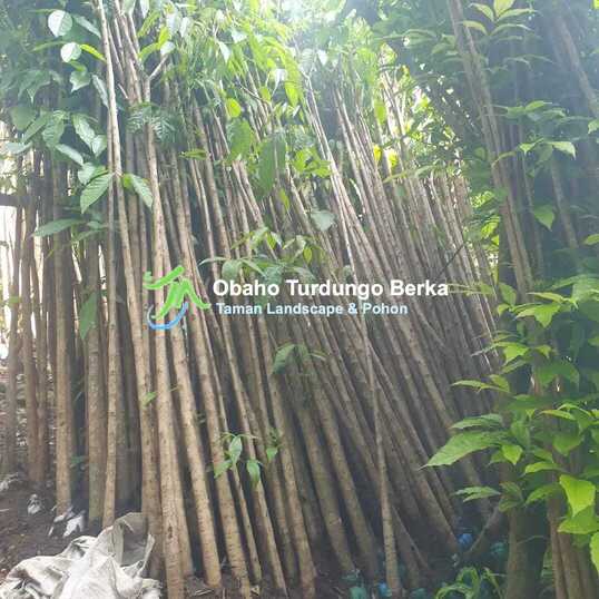 cara tanam pohon tabebuya 8