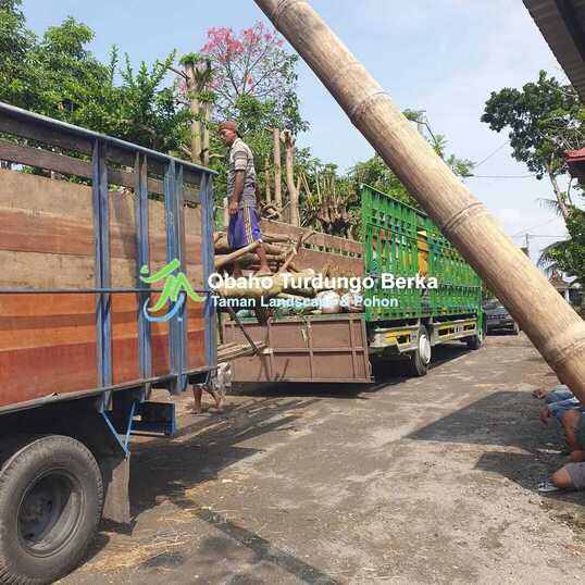 cara tanam pohon tabebuya 9