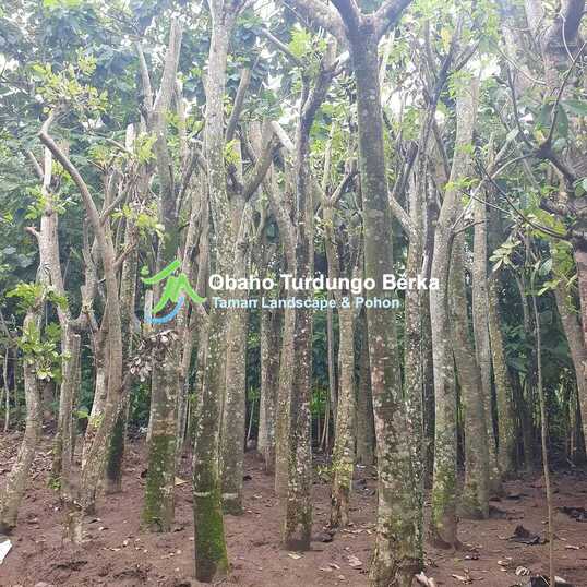 perbedaan tabebuya dan sakura 5