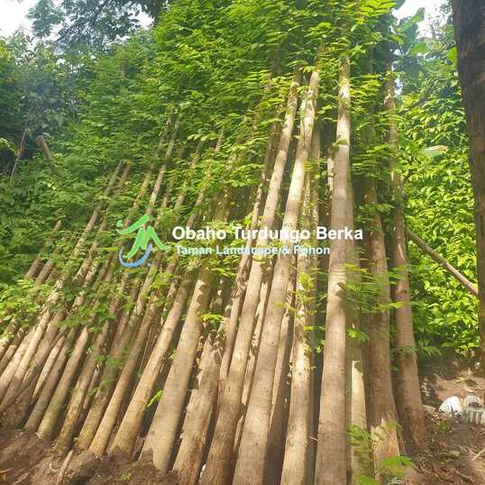 perbedaan tabebuya dan sakura 9
