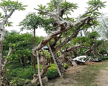 Jual Pohon Kamboja Fosil Di Bojonegoro Untuk Taman dan Proyek 2025 16 pohon Kamboja Pink Bojonegoro 1