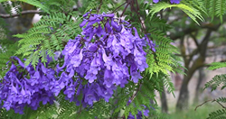 Pohon Jacaranda Tinggi 1 Meter 5 Pohon Jacaranda Tinggi 1 Meter