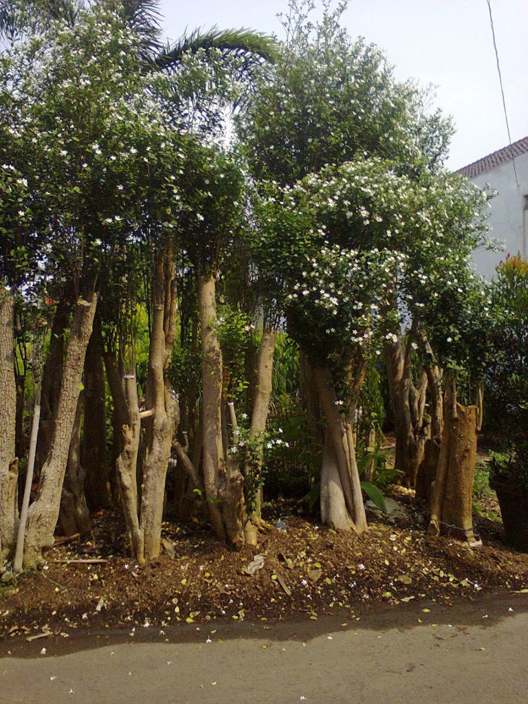 Jual Pohon Ketapang Kencana 1