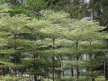 Jual-Pohon-Ketapang-Kencana-2