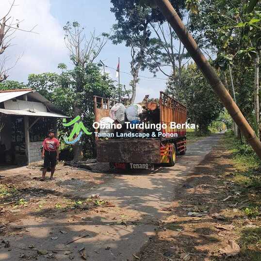 Jual Pohon Ketapang Kencana dan Varigata Besar 2025 Tinggi 1 2 3 4 5 Meter 4 Pohon Ketapang Kencana 3