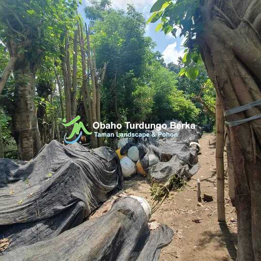 Jual Pohon Ketapang Kencana dan Varigata Besar 2025 Tinggi 1 2 3 4 5 Meter 8 Pohon Ketapang Kencana 7