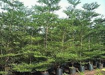 Jual Ketapang Kencana di Bojonegoro