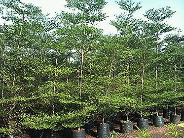 Jual Ketapang Kencana di Bojonegoro