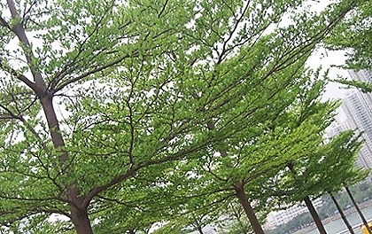 jual-pohon-ketapang-kencana-11