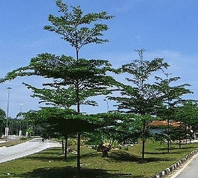 Jual Ketapang Kencana di Bandung Barat 2025 1 Jual Ketapang Kencana di Bandung Barat