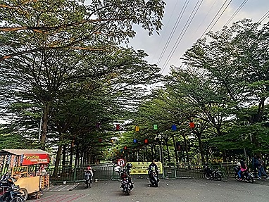 jual-pohon-ketapang-kencana-5