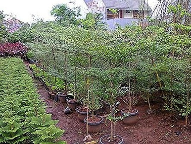jual-pohon-ketapang-kencana-6