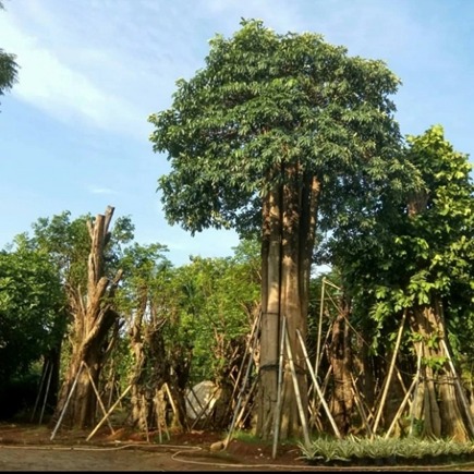 Jual Pohon Pule di Bangkalan