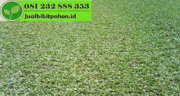 Jual Rumput Gajah Mini Murah 2025 1 jual rumput gajah mini