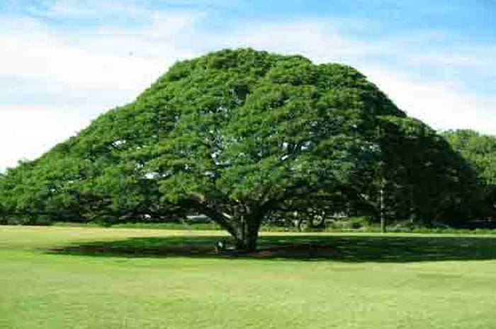 Jual Pohon Trembesi Tinggi 1-5 Meter Grosir 25 Cara menanam pohon trembesi di sepanjang jalan raya 2