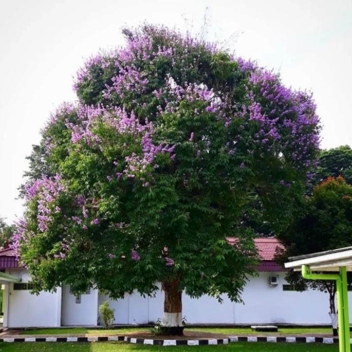 jual pohon bungur