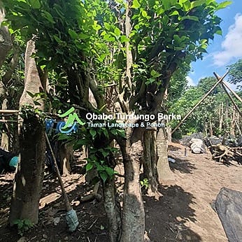 Jual Pohon Angsana 11