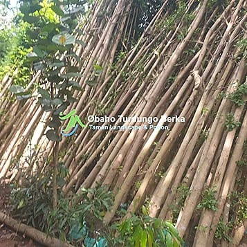 Jual Pohon Angsana 3