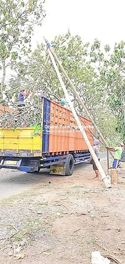 Jual Pohon Angsana 7