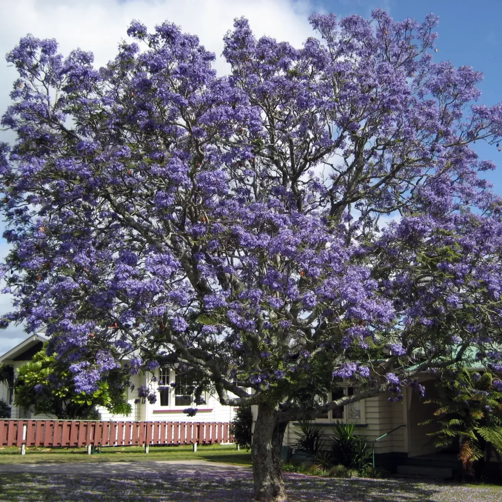 Pohon Jacaranda Tinggi 1 Meter 1 Pohon Jacaranda Tinggi 1 Meter