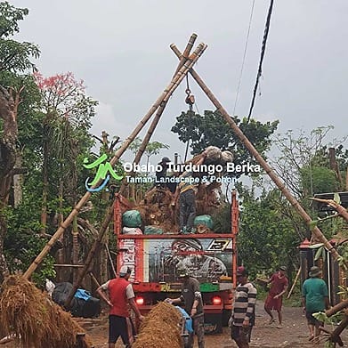 Jual Pohon Trembesi Tinggi 1-5 Meter Grosir 28 Jual Pohon Trembesi 1