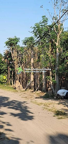 Jual Pohon Trembesi Tinggi 1-5 Meter Grosir 30 Jual Pohon Trembesi 3