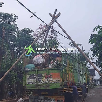 Jual Pohon Trembesi Tinggi 1-5 Meter Grosir 31 Jual Pohon Trembesi 4