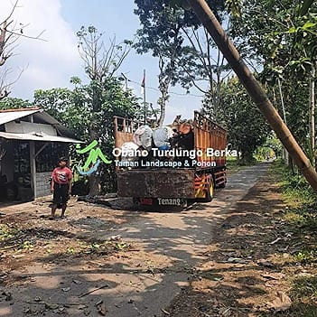 Jual Pohon Trembesi Tinggi 1-5 Meter Grosir 32 Jual Pohon Trembesi 5