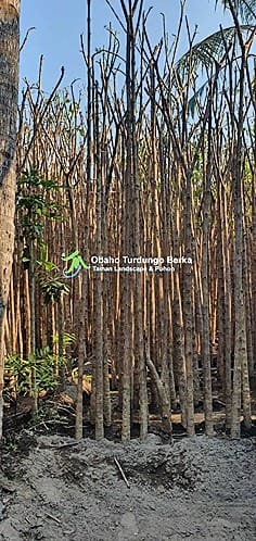 Jual Pohon Trembesi Tinggi 1-5 Meter Grosir 34 Jual Pohon Trembesi 7