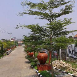 Khasiat-pohon-ketapang-kencana-bagi-kesehatan